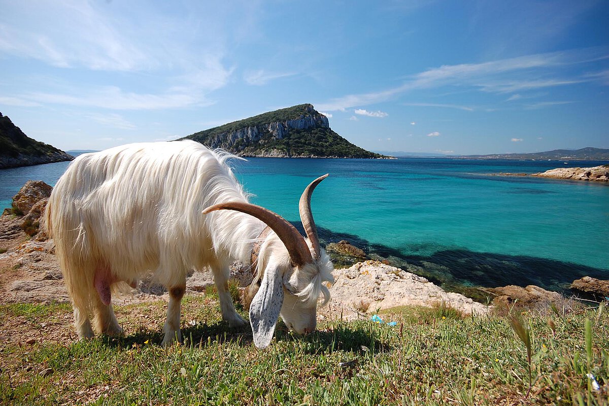A white goat grazing on grass near the coast in Sardinia, with turquoise waters and a rocky island in the background under a clear sky.