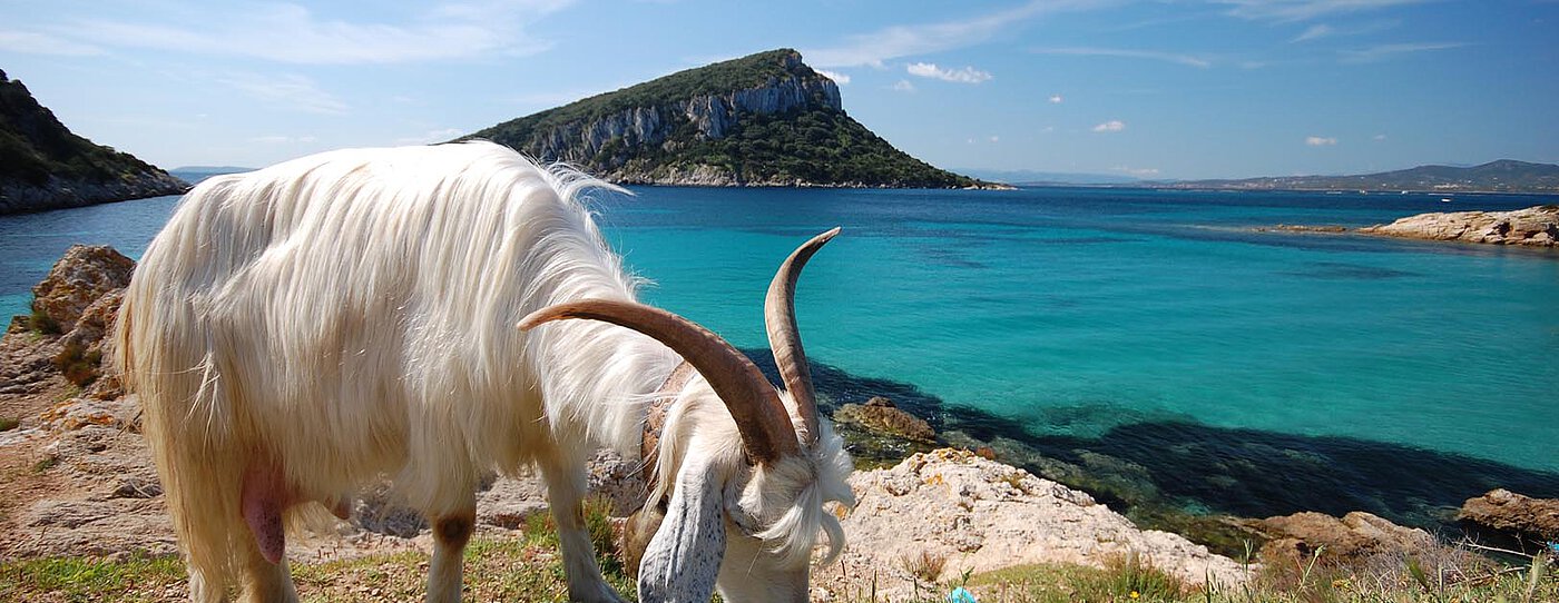 Eine weiße Ziege, die auf Gras in der Nähe der Küste in Sardinien grast, mit türkisfarbenem Wasser und einer felsigen Insel im Hintergrund unter einem klaren Himmel.