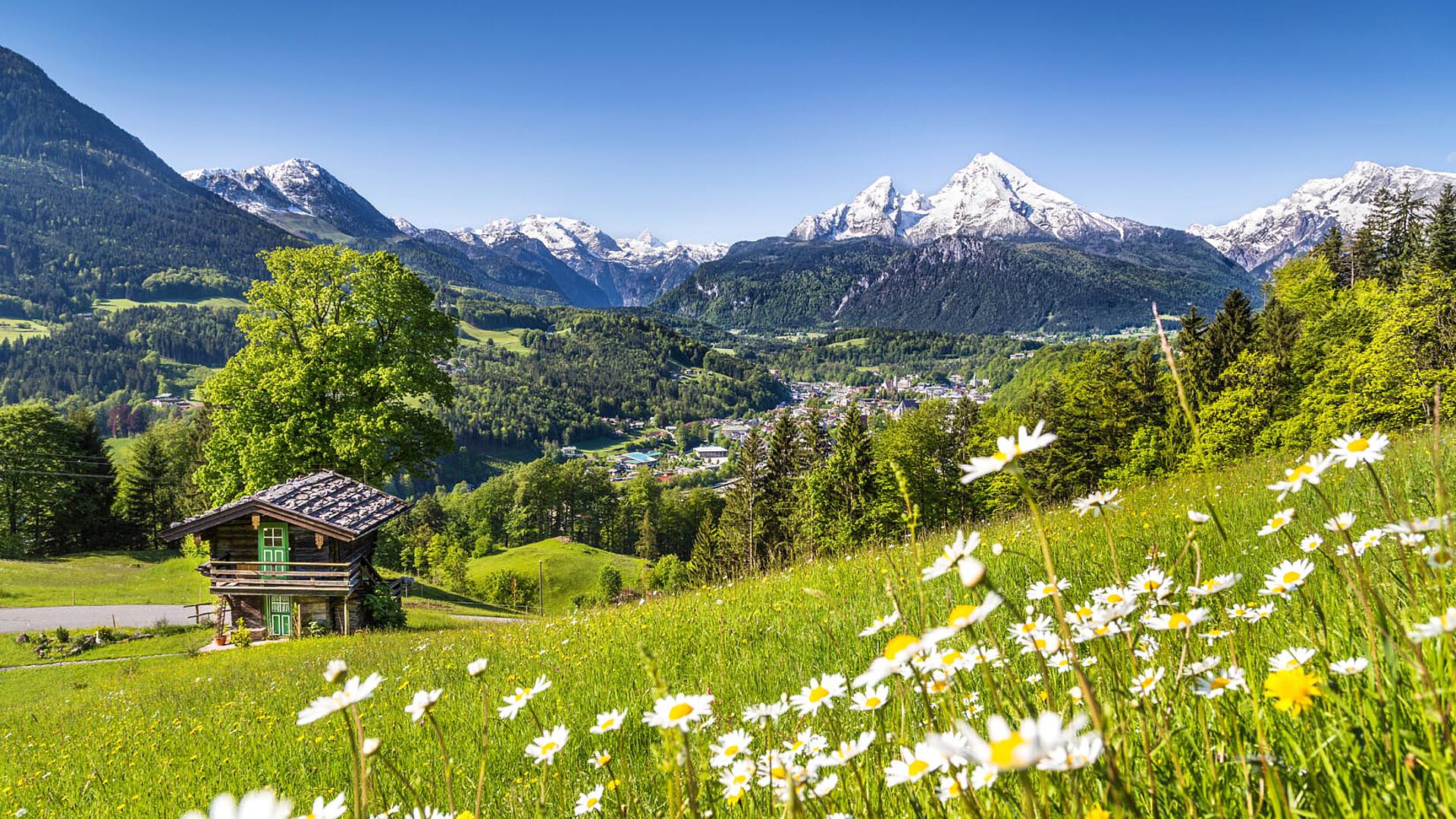 Lush green meadow with daisies, a wooden house, and snow-capped mountains under a blue sky.