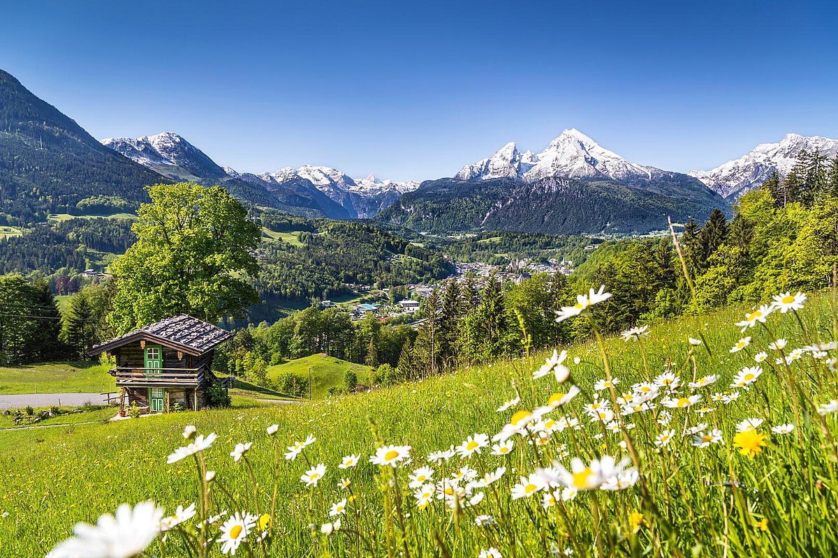 Lush green meadow with daisies, a wooden house, and snow-capped mountains under a blue sky.