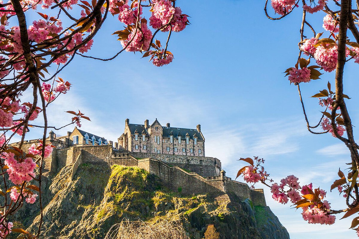 Ein historisches Schloss auf einem felsigen Hügel, umrahmt von rosa Kirschblüten und vor einem klaren blauen Himmel, das eine lebendige und malerische Frühlingsszenen schafft.