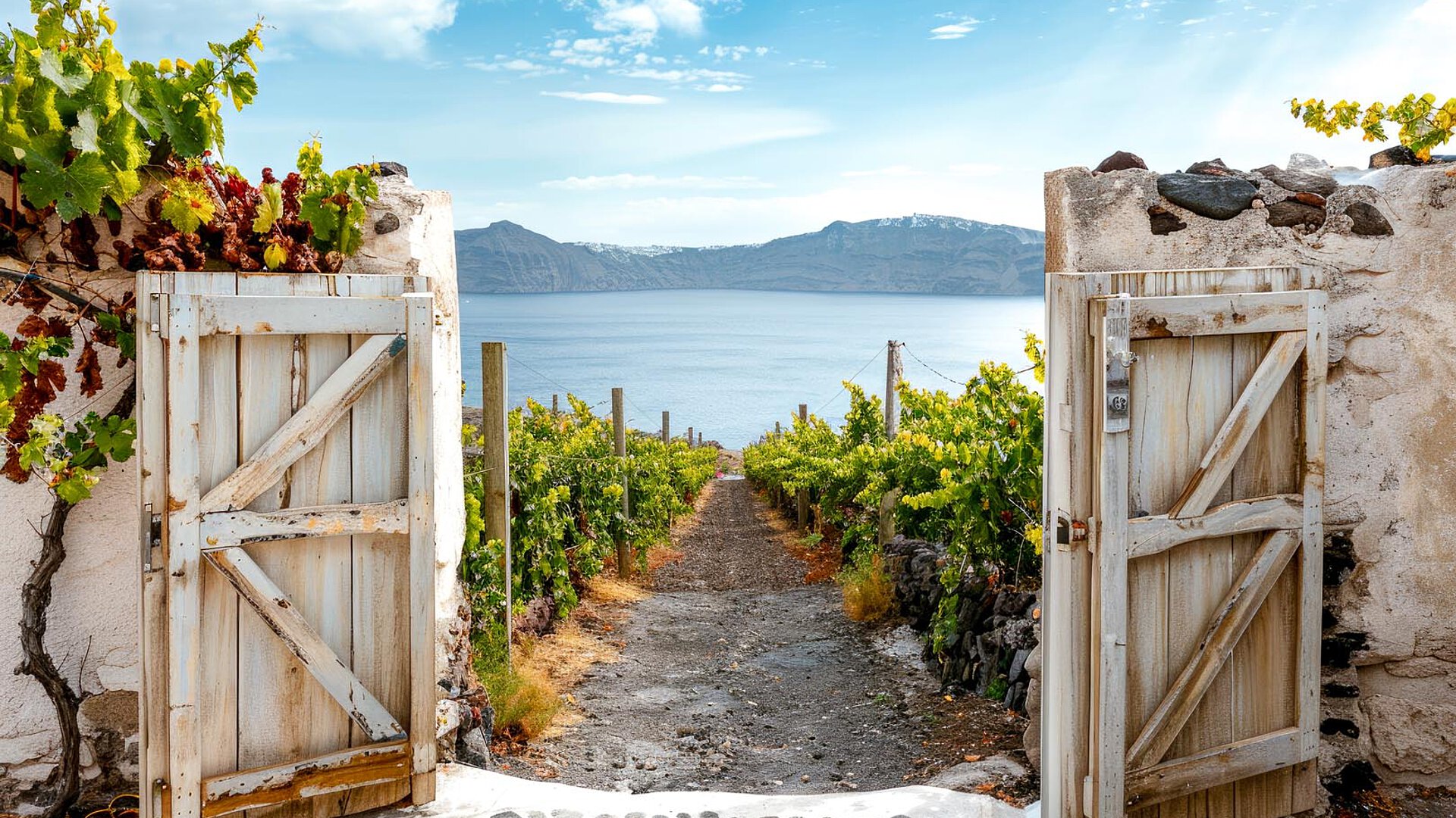 White wooden gates open to a vineyard path leading to the sea in Santorini, framed by grapevines and a coastal backdrop.
