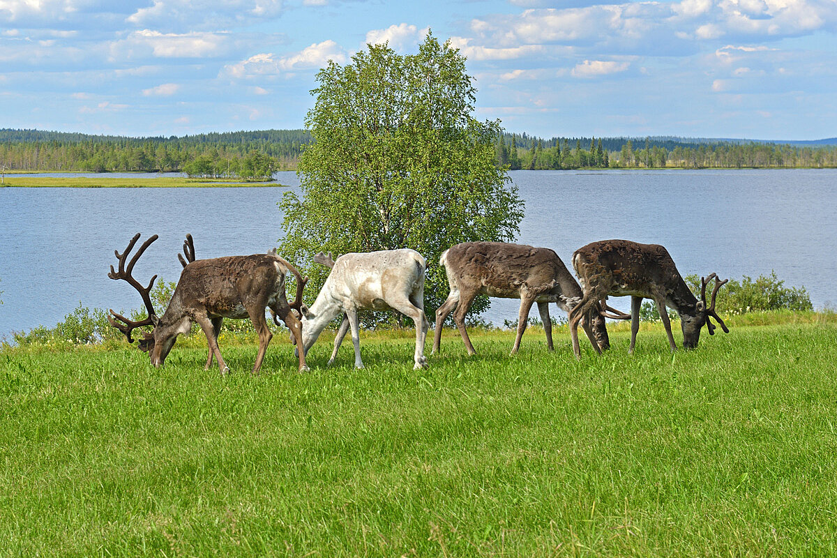 A group of deer enjoy a quiet moment on the shores of a lake in Finland.