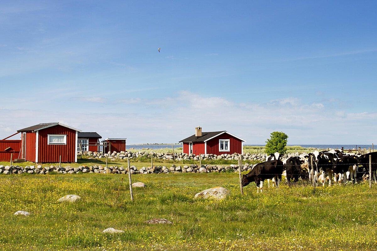 Traditional red houses in the Swedish countryside with grazing cows and wildflowers under a blue sky, highlighting the serene beauty of rural life in Sweden.