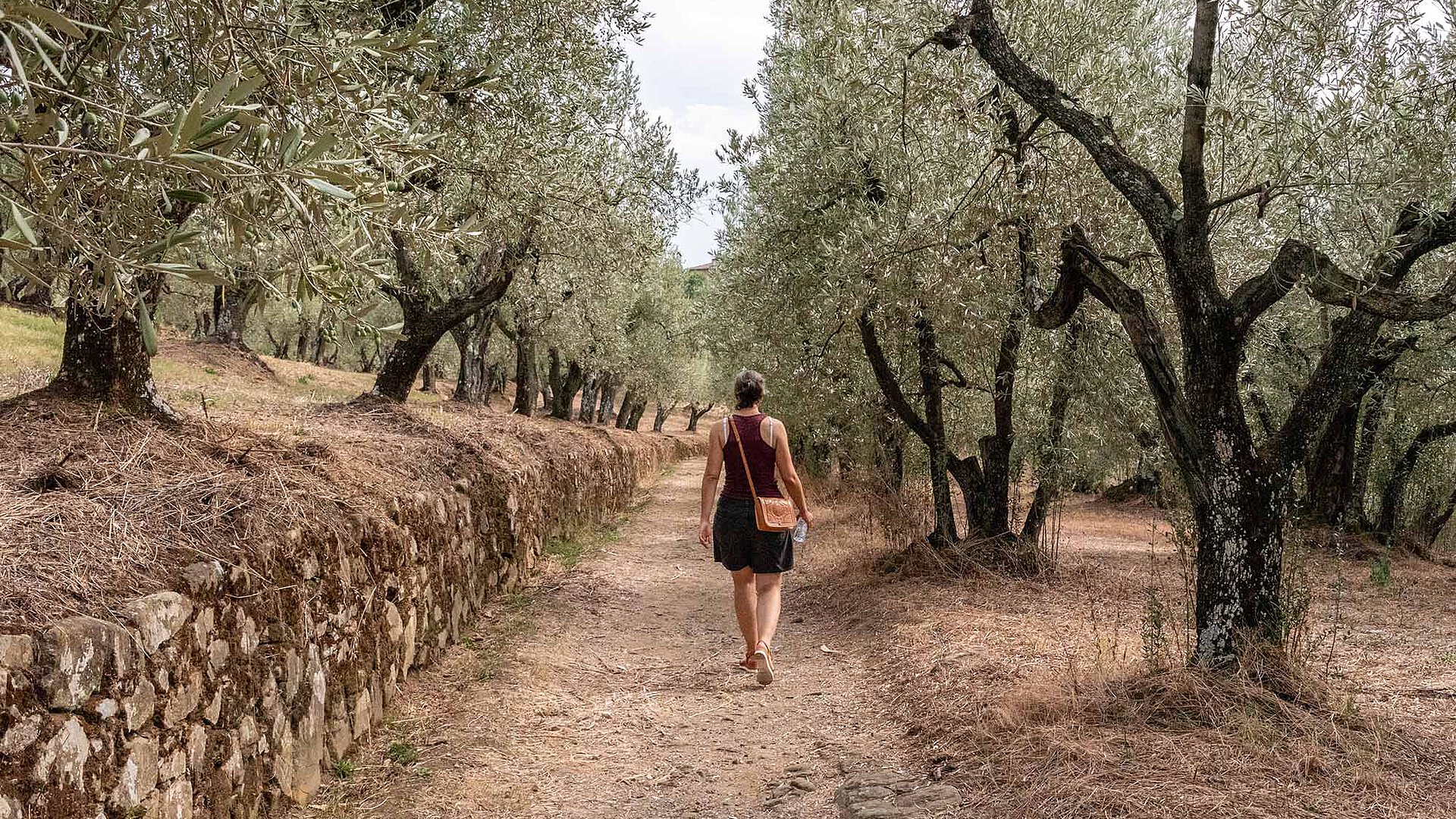 A person walks along a narrow path through an olive grove with a low stone wall on the left.