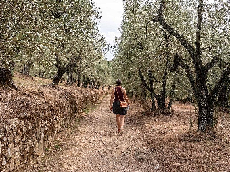 A person walks along a narrow path through an olive grove with a low stone wall on the left.