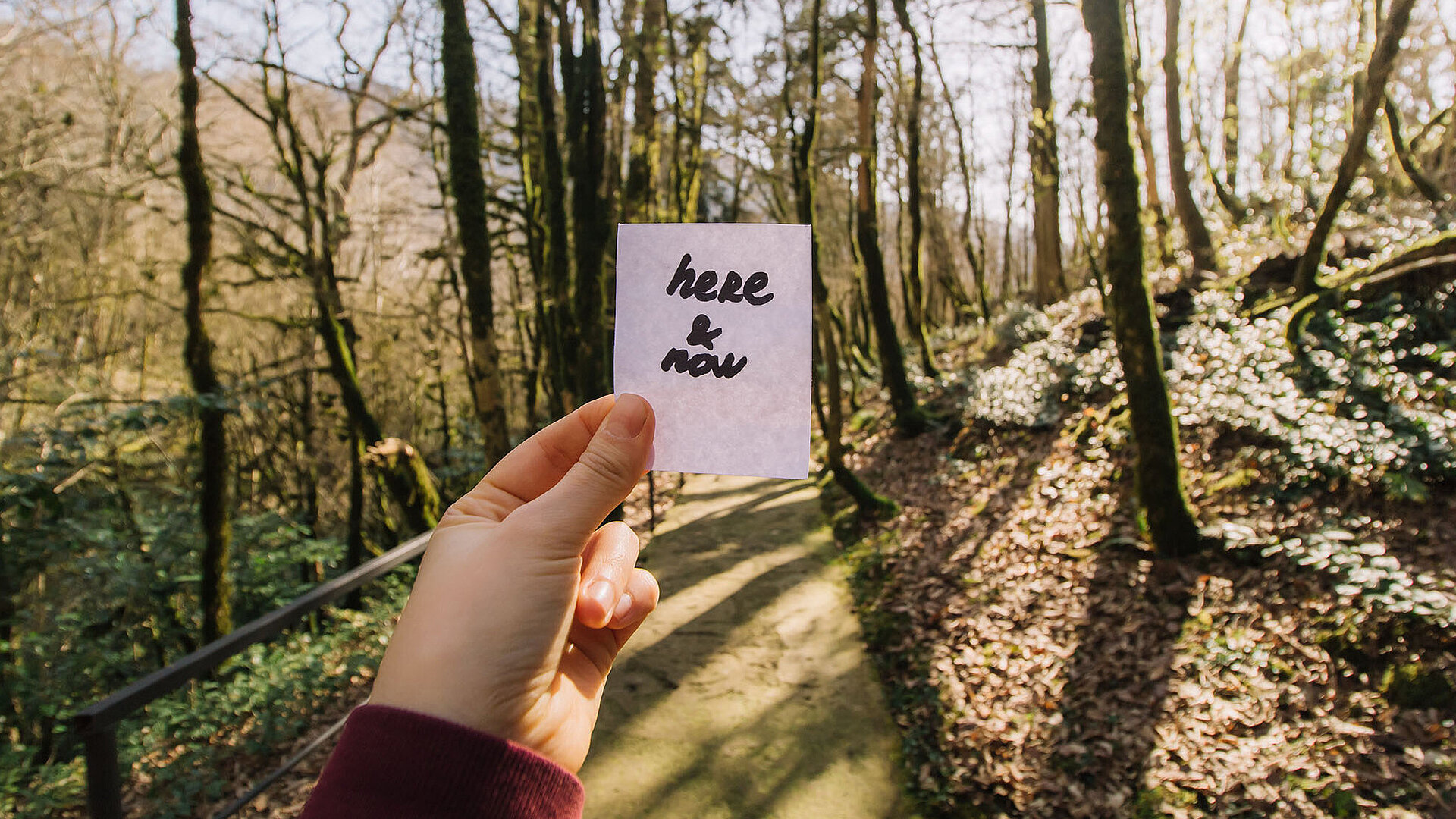 A hand holds a note that says “here & now” in front of a sunlit forest path.
