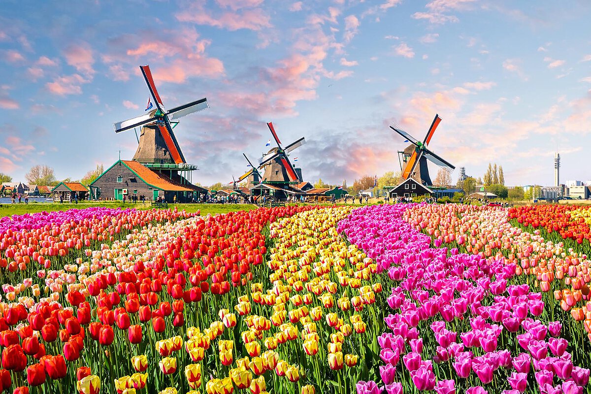 Traditional windmills surrounded by colorful tulip fields in Zeeland, showcasing rows of pink, yellow, and red flowers under a blue sky with clouds, reflecting Dutch heritage.