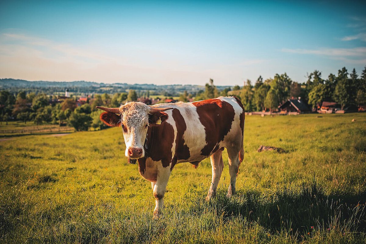 A brown and white spotted cow enjoying the sunset in the Polish countryside.