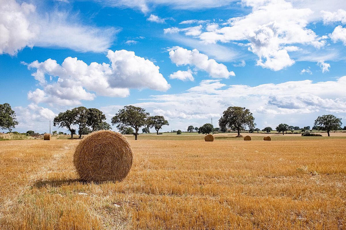 A rural landscape in Apulia showcasing golden fields dotted with round hay bales, under a bright blue sky with fluffy white clouds and scattered trees in the background.