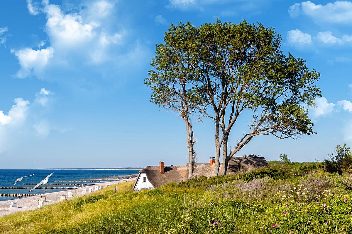 Thatched-roof house on a green hillside in Southern Denmark, with two trees and a view of the blue sea under a bright sky.