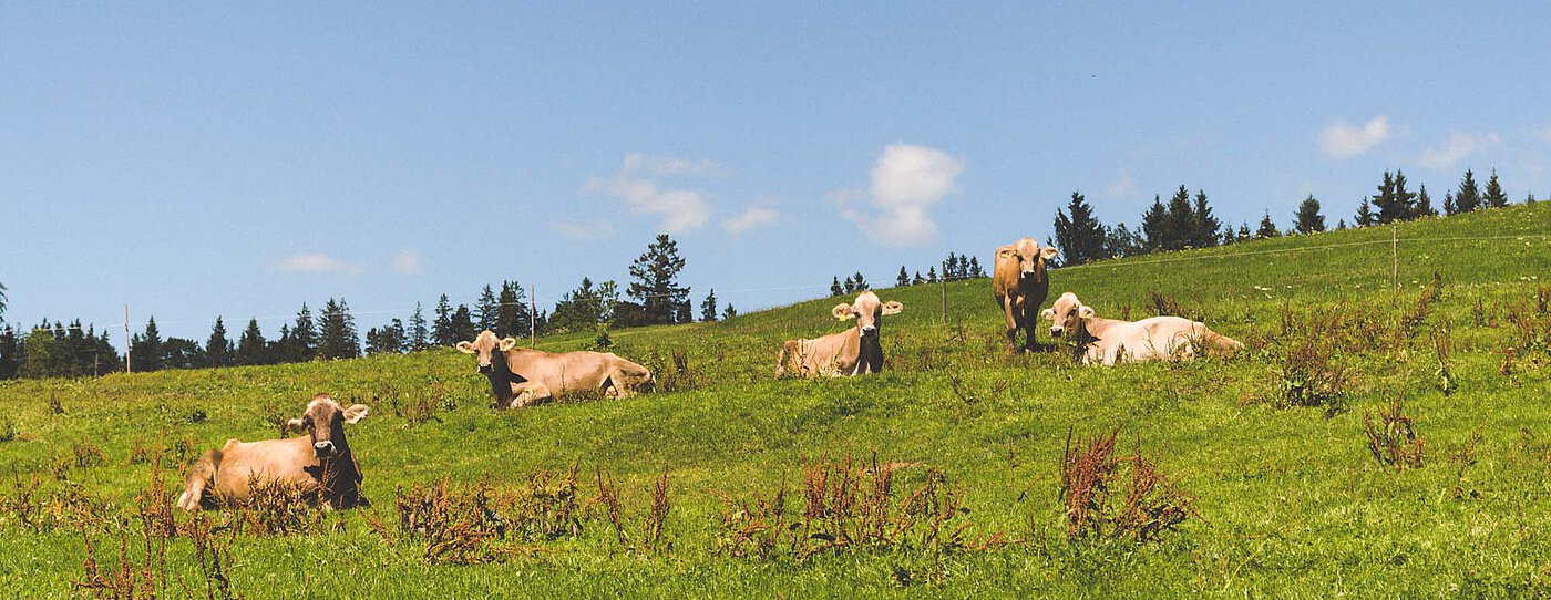 Several light-colored cows lie and stand on a green hillside pasture, with fir trees and a blue sky in the background.