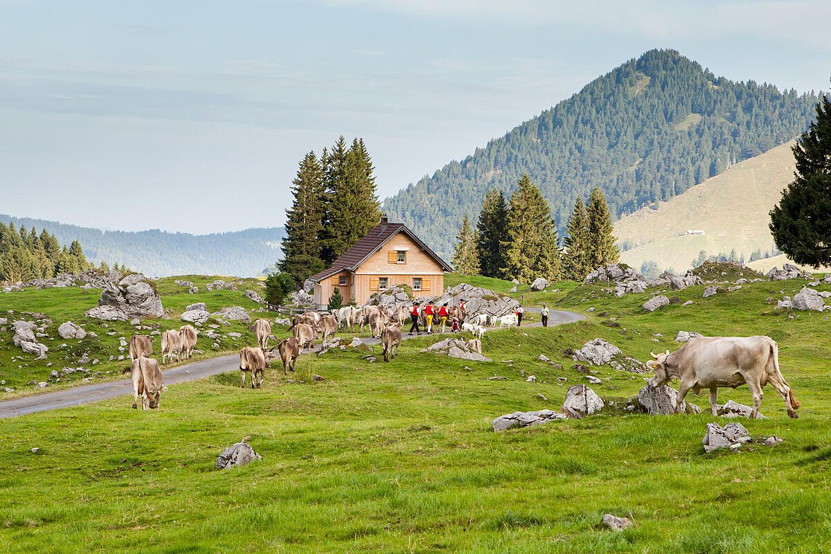 A scenic Swiss countryside with a farmhouse, grazing cows, and lush green fields, set against a backdrop of mountains and rocky outcrops.