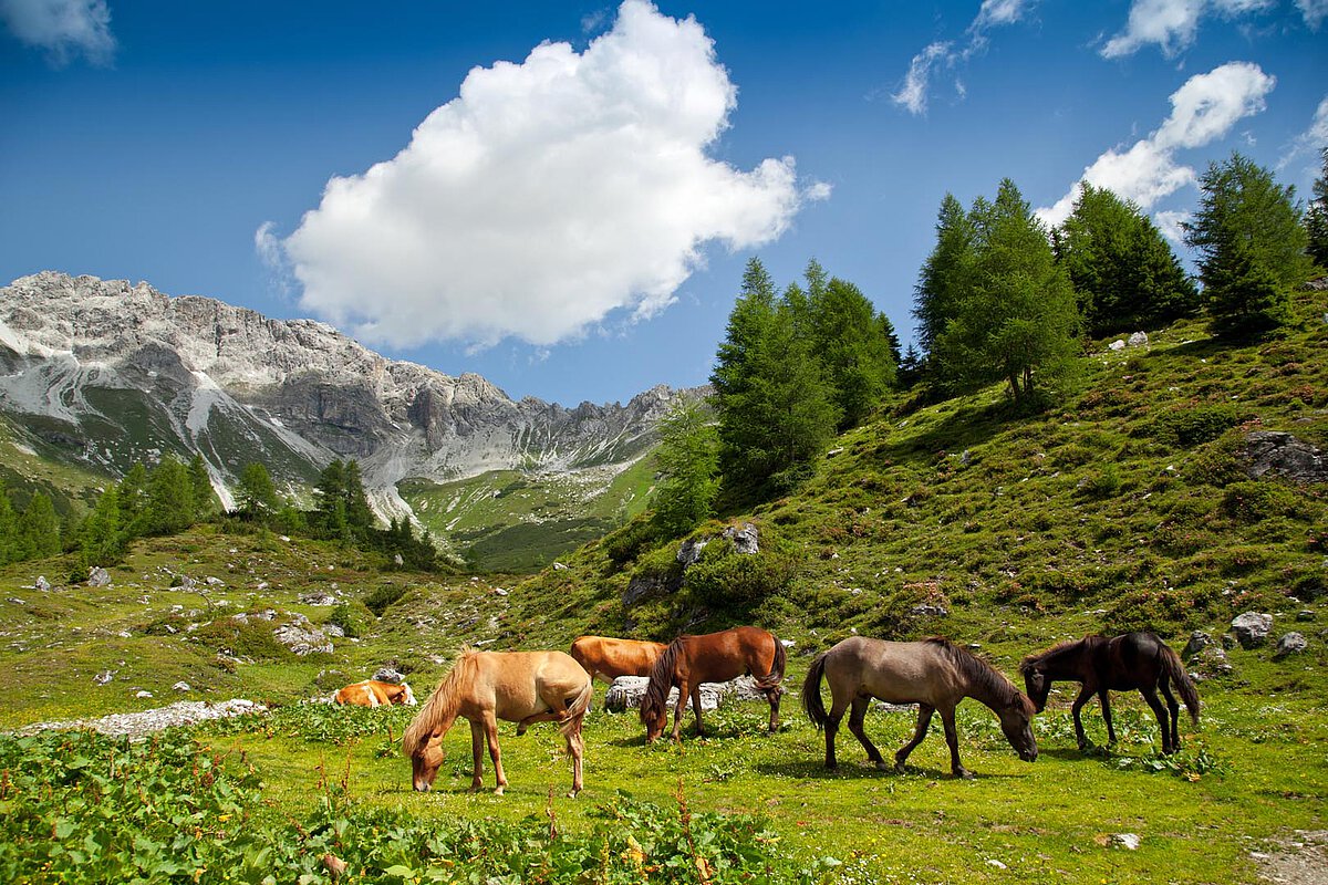 Eine Gruppe von Pferden, die auf einer grünen Wiese im Wallis, Schweiz, grasen, mit Bergen und Bäumen im Hintergrund unter einem strahlend blauen Himmel.