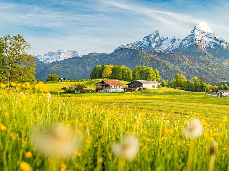 Stunning Ein Panorama-Blick auf ein Tal mit Bauernhäusern, umgeben von bunten Wildblumen und majestätischen Bergen in den bayerischen Alpen unter einem klaren blauen Himmel.