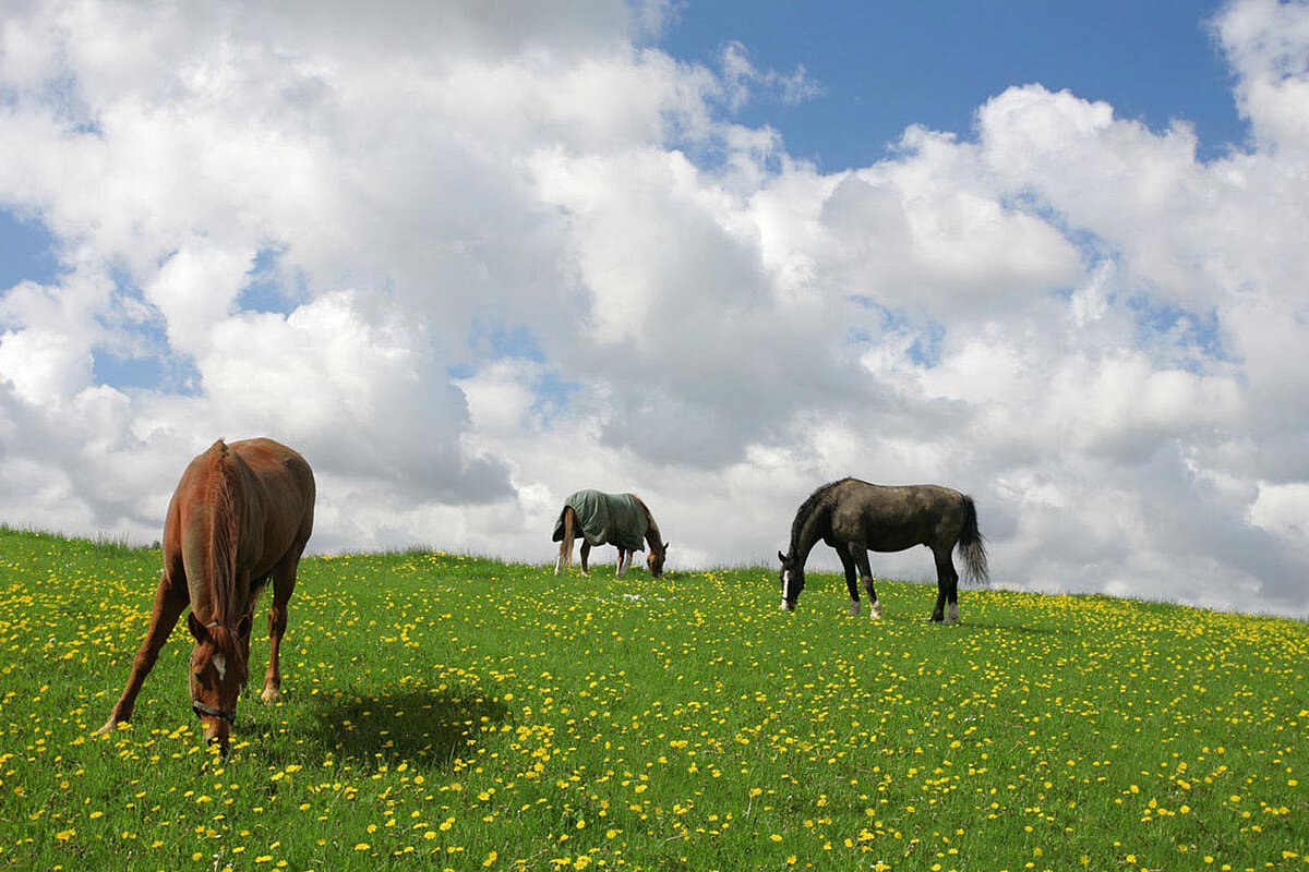 Horses grazing in a green field with yellow flowers under a partly cloudy sky in Denmark.
