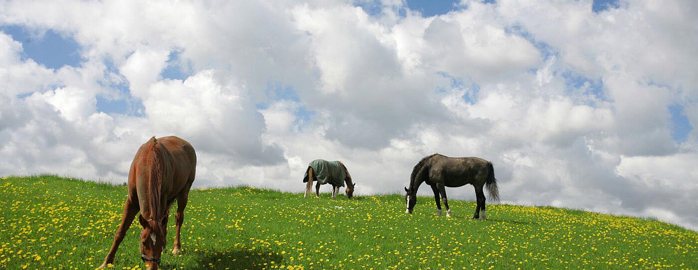 Horses grazing in a green field with yellow flowers under a partly cloudy sky in Denmark.