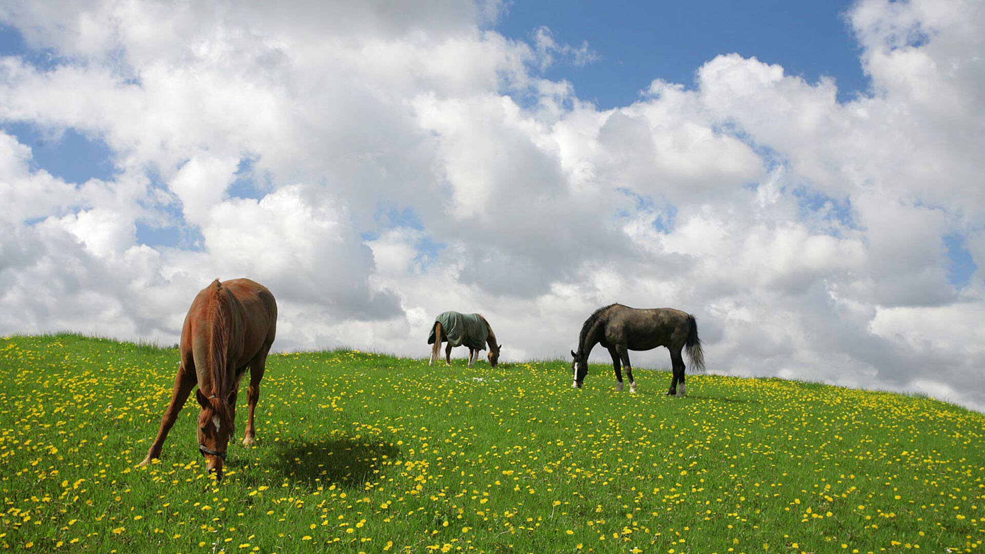 Horses grazing in a green field with yellow flowers under a partly cloudy sky in Denmark.