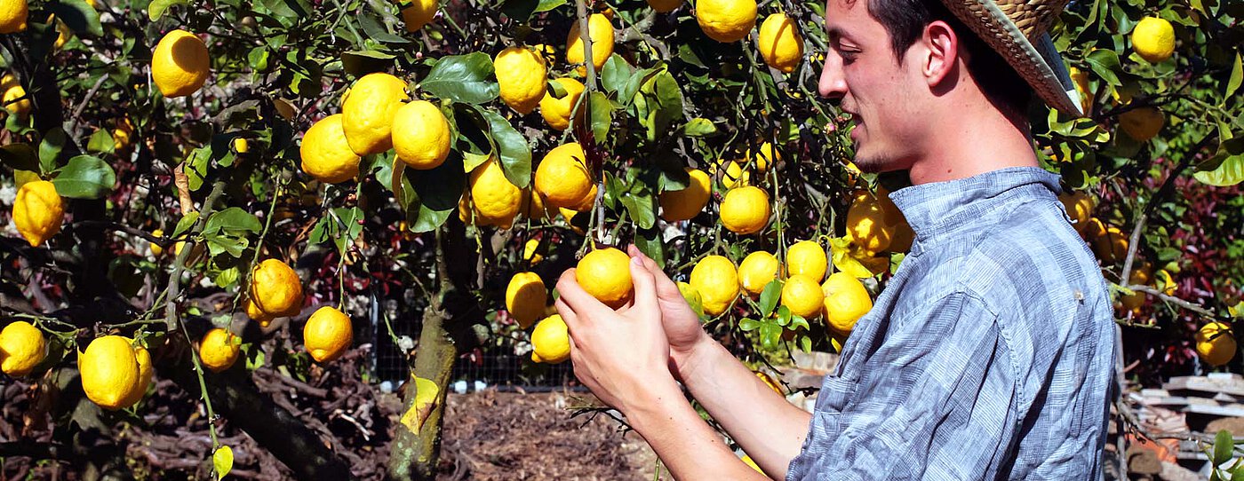 Man in a straw hat picks a yellow lemon from a tree filled with ripe lemons and green leaves.