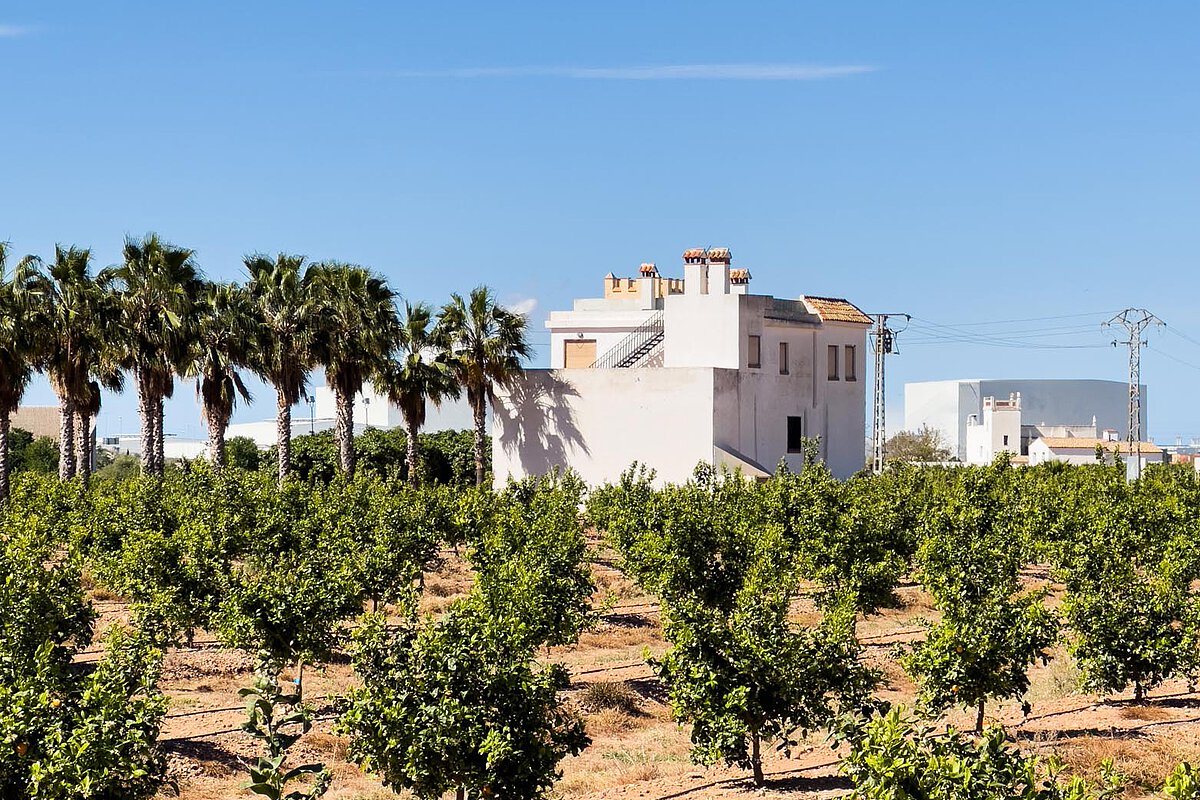 White house amidst lush grapevines and palm trees in Catalunya, set against a clear blue sky, showcasing a vibrant agricultural scene.