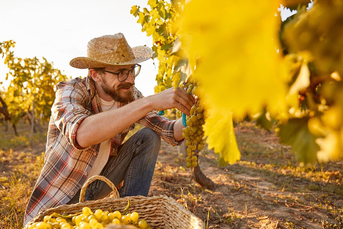A man wearing a straw hat and glasses picks green grapes in a vineyard. He crouches next to the vines, with a woven basket beside him, illuminated by the warm sunlight during harvest time.