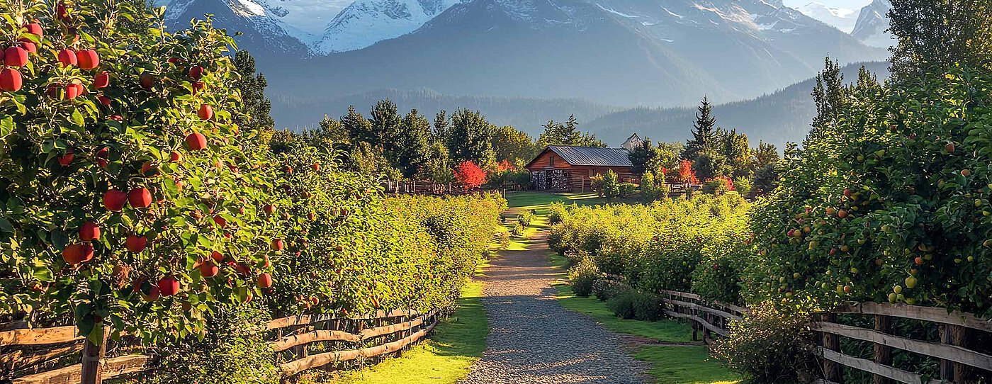 Kiesweg durch einen Obstgarten mit Apfelbäumen, im Hintergrund ein Haus und schneebedeckte Berge.