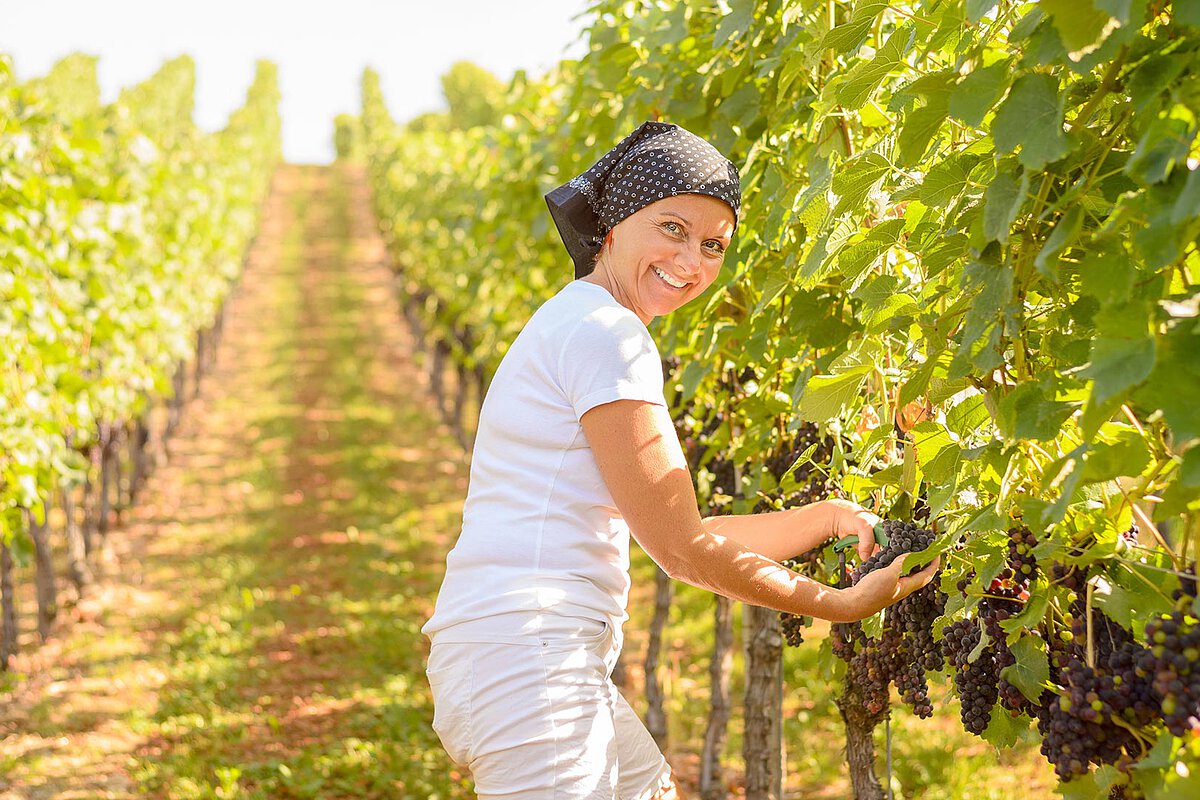 A peasant woman in the middle of her vineyards in Hungary within an agritourism.