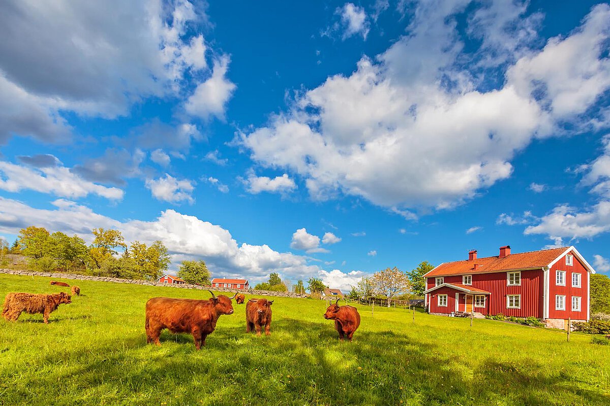 Braune Kühe, die auf einem grünen Feld in Småland, Schweden, weiden, mit einem traditionellen roten Bauernhaus und einem dramatischen Himmel, der die Schönheit der ländlichen schwedischen Landschaften zeigt.
