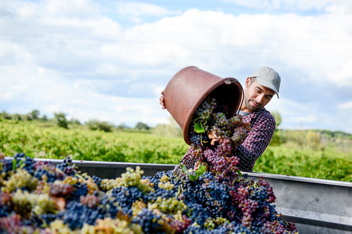 A man in a cap and checkered shirt pouring a bucket of freshly harvested grapes into a bin, with rows of grapevines and a blue sky in the background.