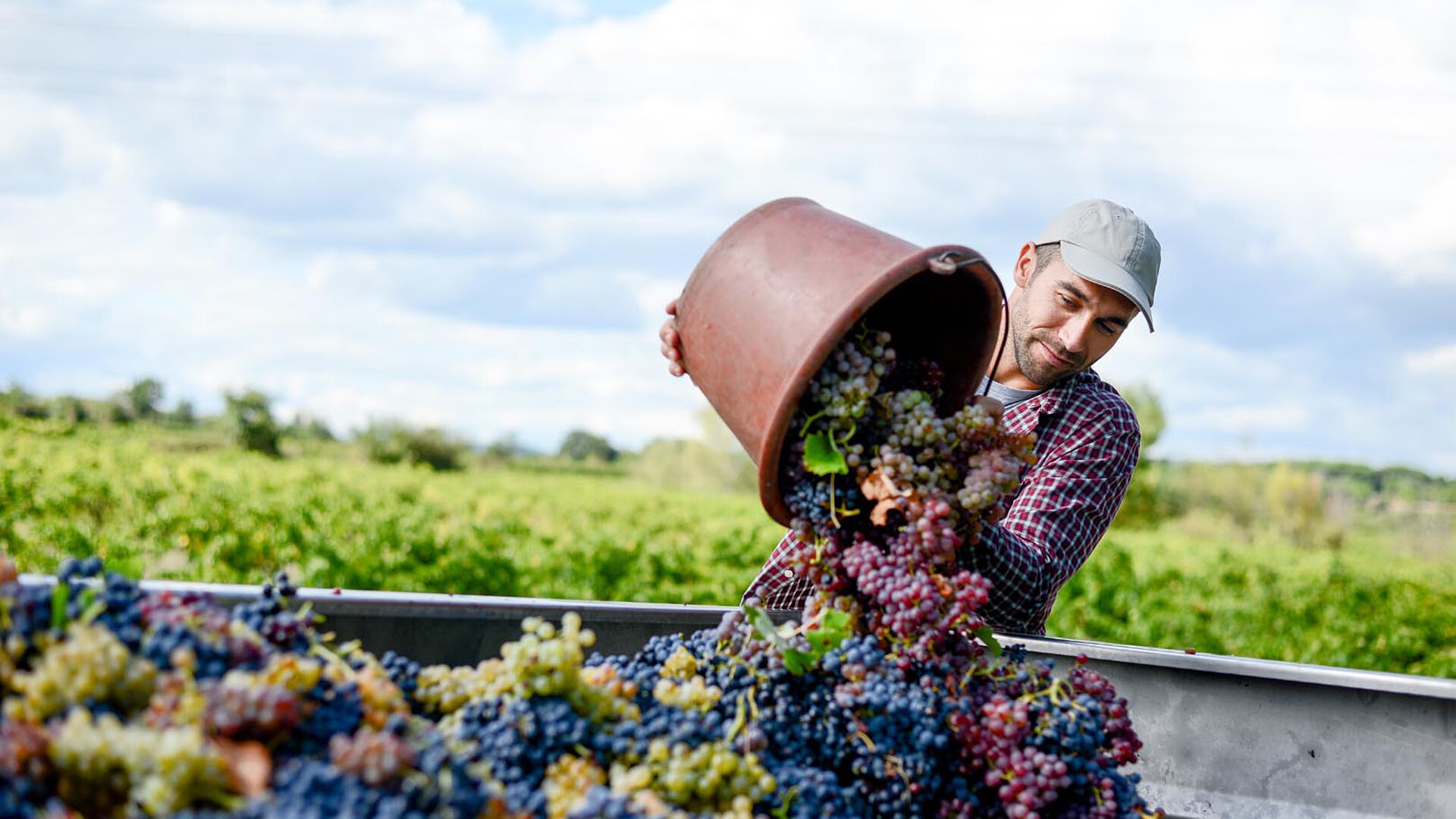 A man in a cap and checkered shirt pouring a bucket of freshly harvested grapes into a bin, with rows of grapevines and a blue sky in the background.