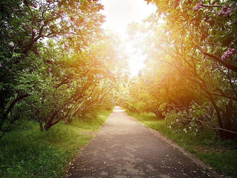 Narrow paved path surrounded by dense trees and bushes, with warm sunlight visible through the foliage.