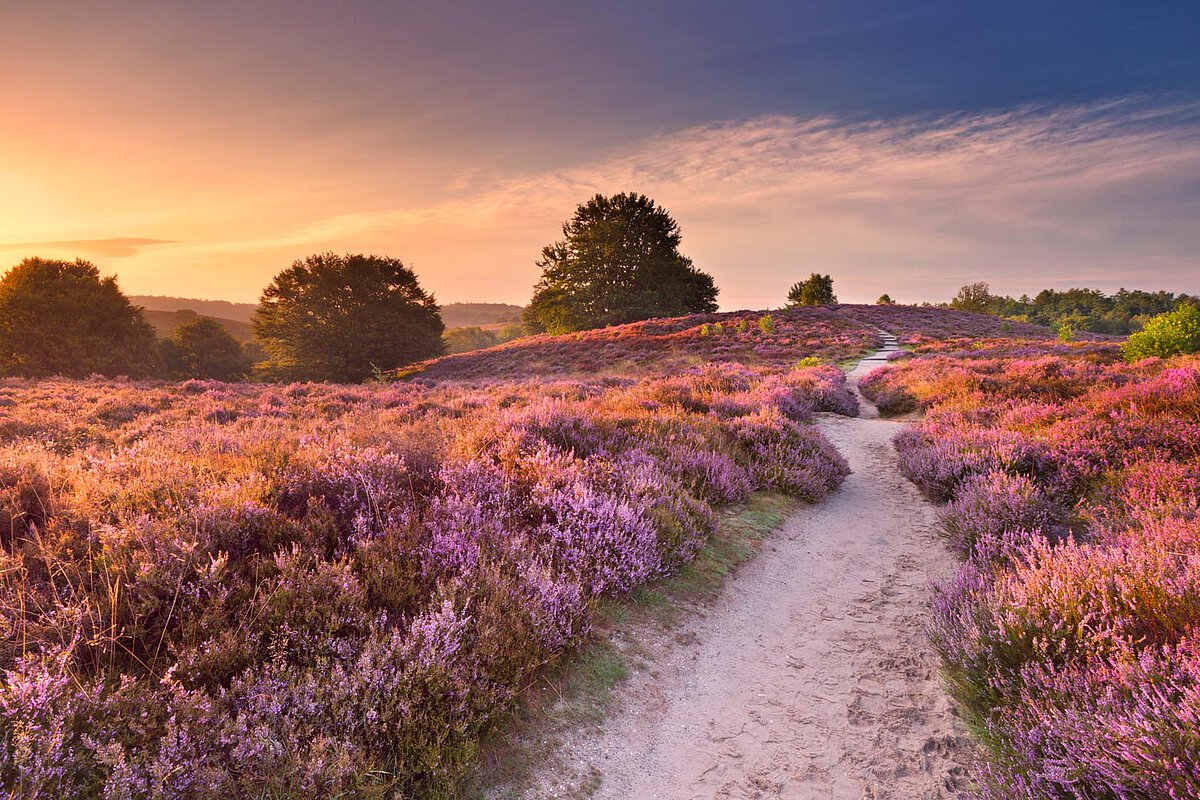 A sandy path through vibrant purple heather fields at sunset, surrounded by trees and a colorful sky, representing the natural beauty of Veluwe.
