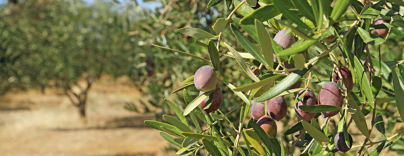 Close-up of an olive branch with several ripe olives and narrow green leaves.
