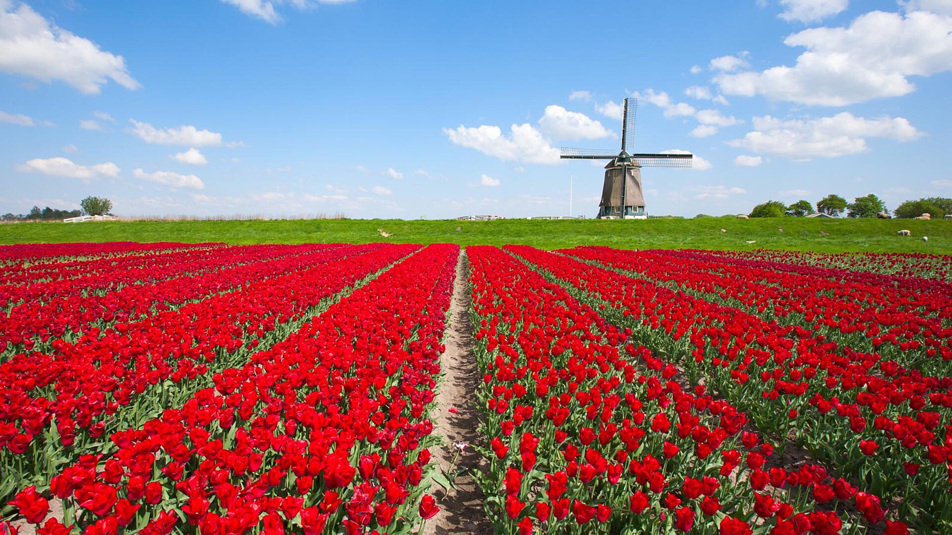 A field of red tulips with a windmill in the background under a bright blue sky with clouds, capturing the essence of spring in North Holland.
