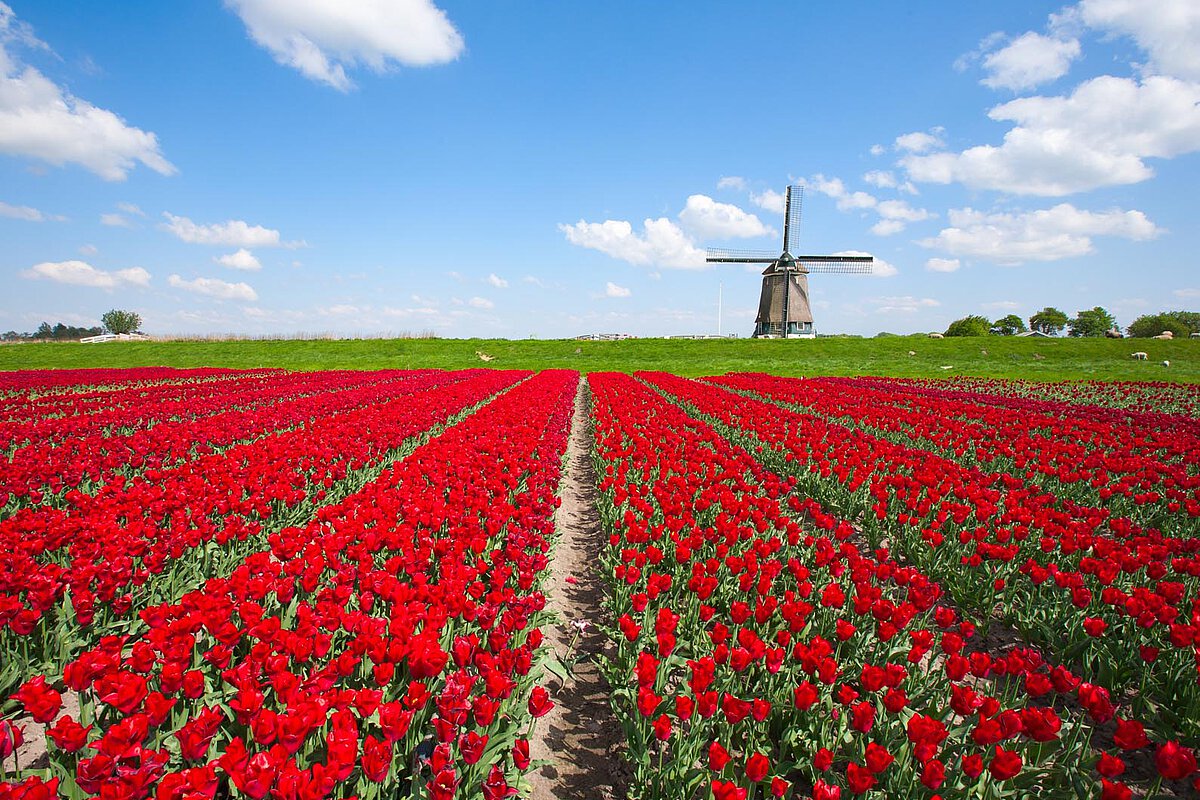 A field of red tulips with a windmill in the background under a bright blue sky with clouds, capturing the essence of spring in North Holland.