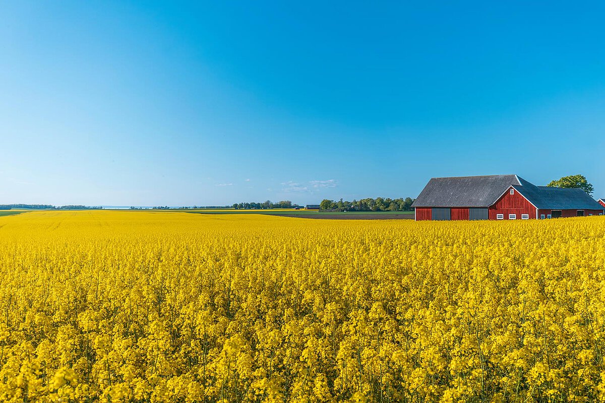 Ein Feld blühender gelber Rapsblumen mit einem traditionellen roten Schuppen in der Region Stockholm, vor einem klaren blauen Himmel, der die Schönheit der schwedischen Landschaft hervorhebt.