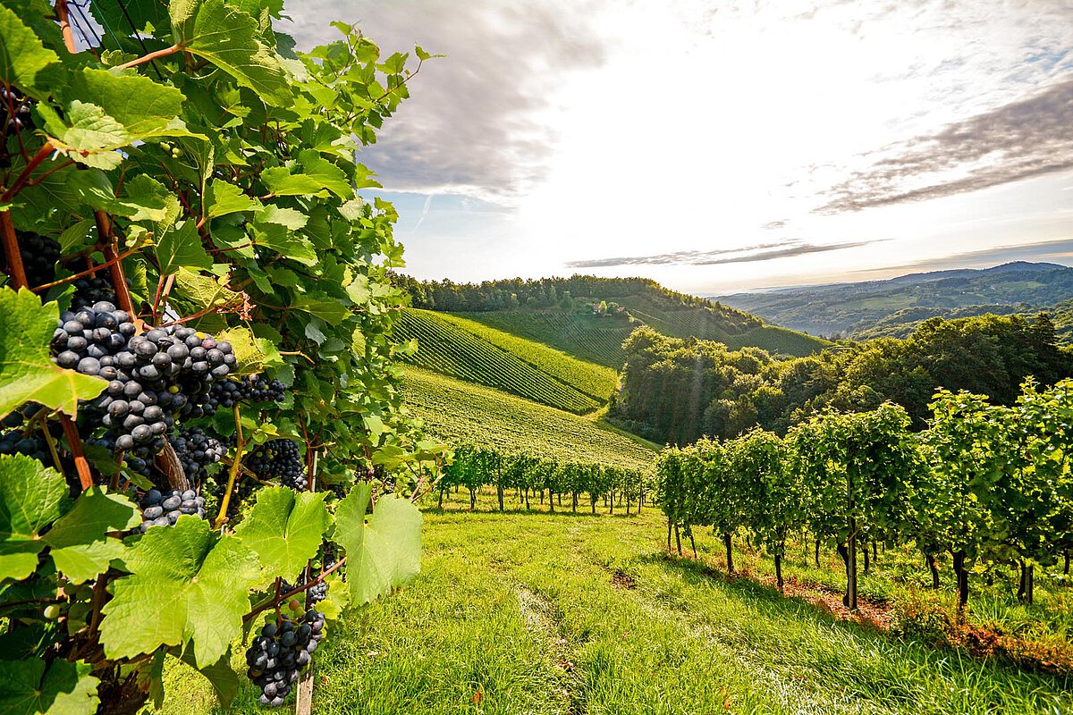 Vineyard with ripe grapes, rolling hills in the background, and a bright sky.