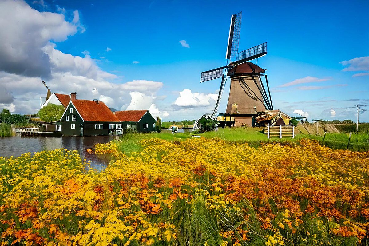Vibrant orange and yellow flowers in the foreground with a traditional Dutch windmill and houses in the background under a blue sky with clouds, representing the beauty of South Holland’s countryside.