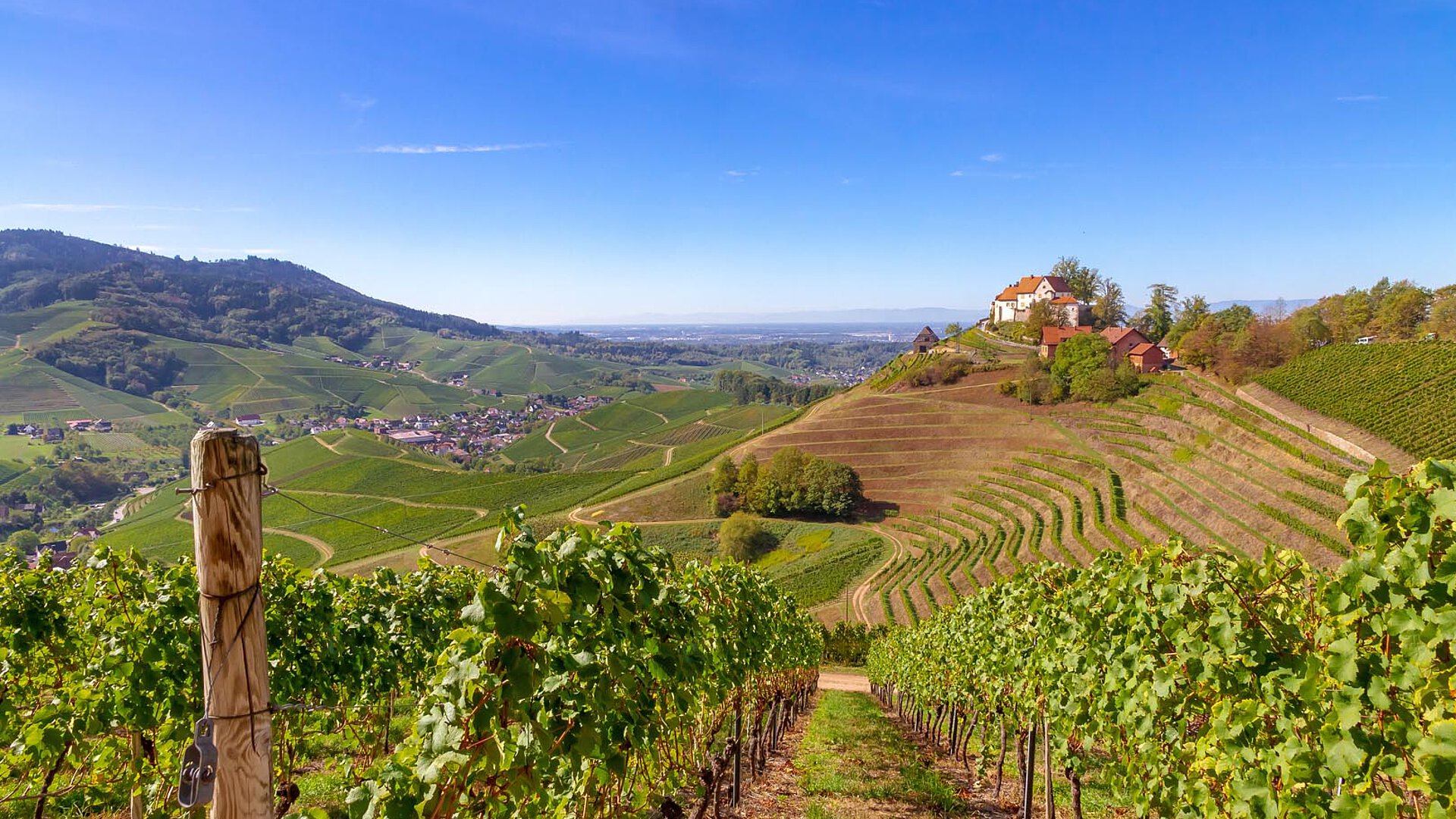 Rolling vineyard hills with grapevines, a charming hillside village, and a clear blue sky.
