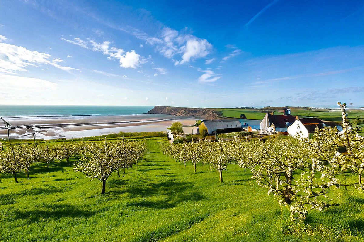 Green fields with flowering trees overlooking the coastline in Normandy, with cliffs and a clear blue sky.