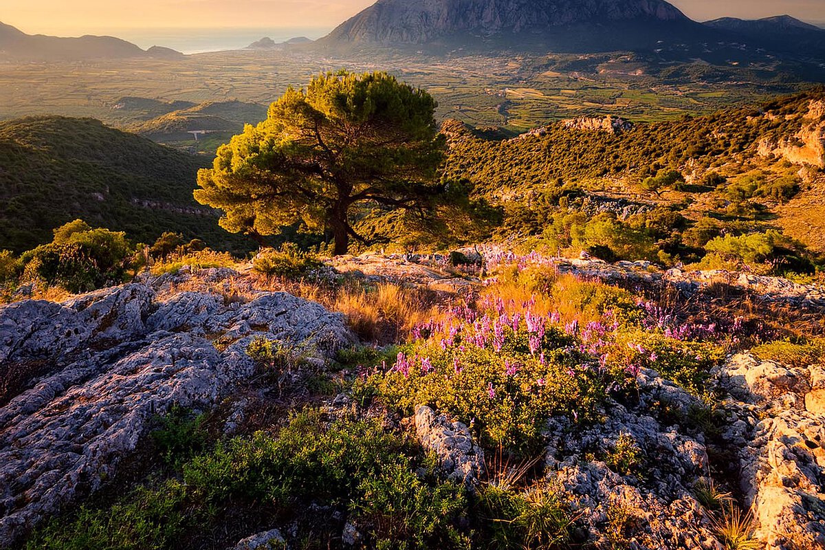 Scenic view of the Peloponnese featuring rugged terrain, wildflowers, and a tree with mountains and valleys in the background during sunset.