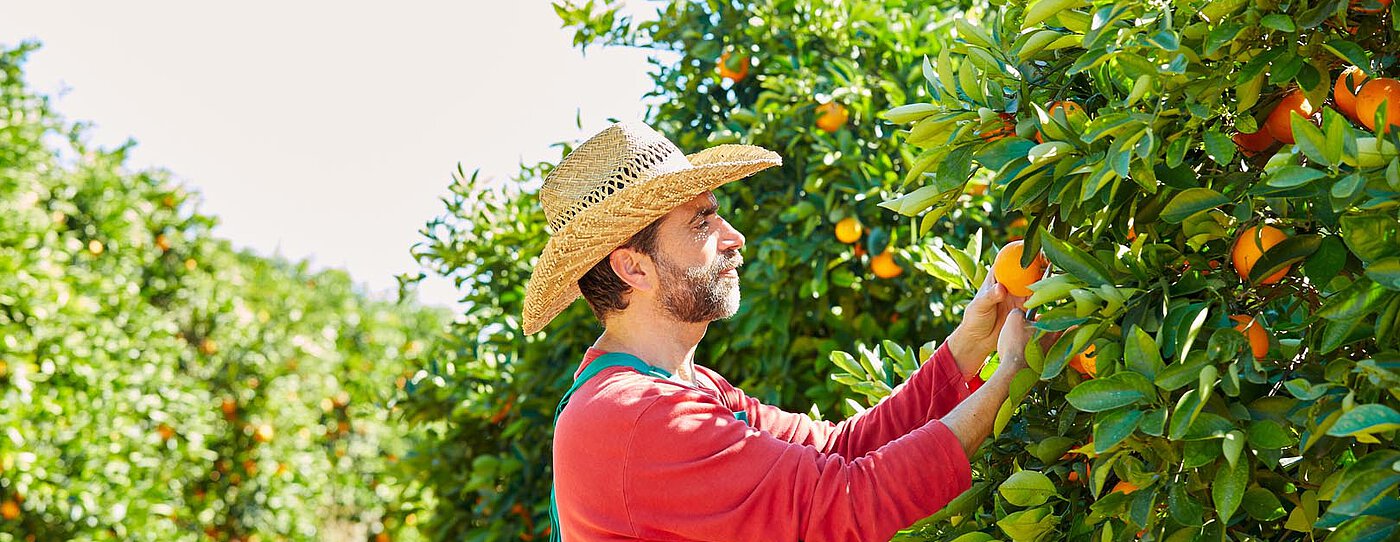 Landwirt in einem Strohhut, der in einem sonnenbeschienenen Obstgarten Orangen erntet, umgeben von grünen Bäumen, die mit Früchten beladen sind, und die Agrartourismus-Erfahrung in Spanien zeigt.
