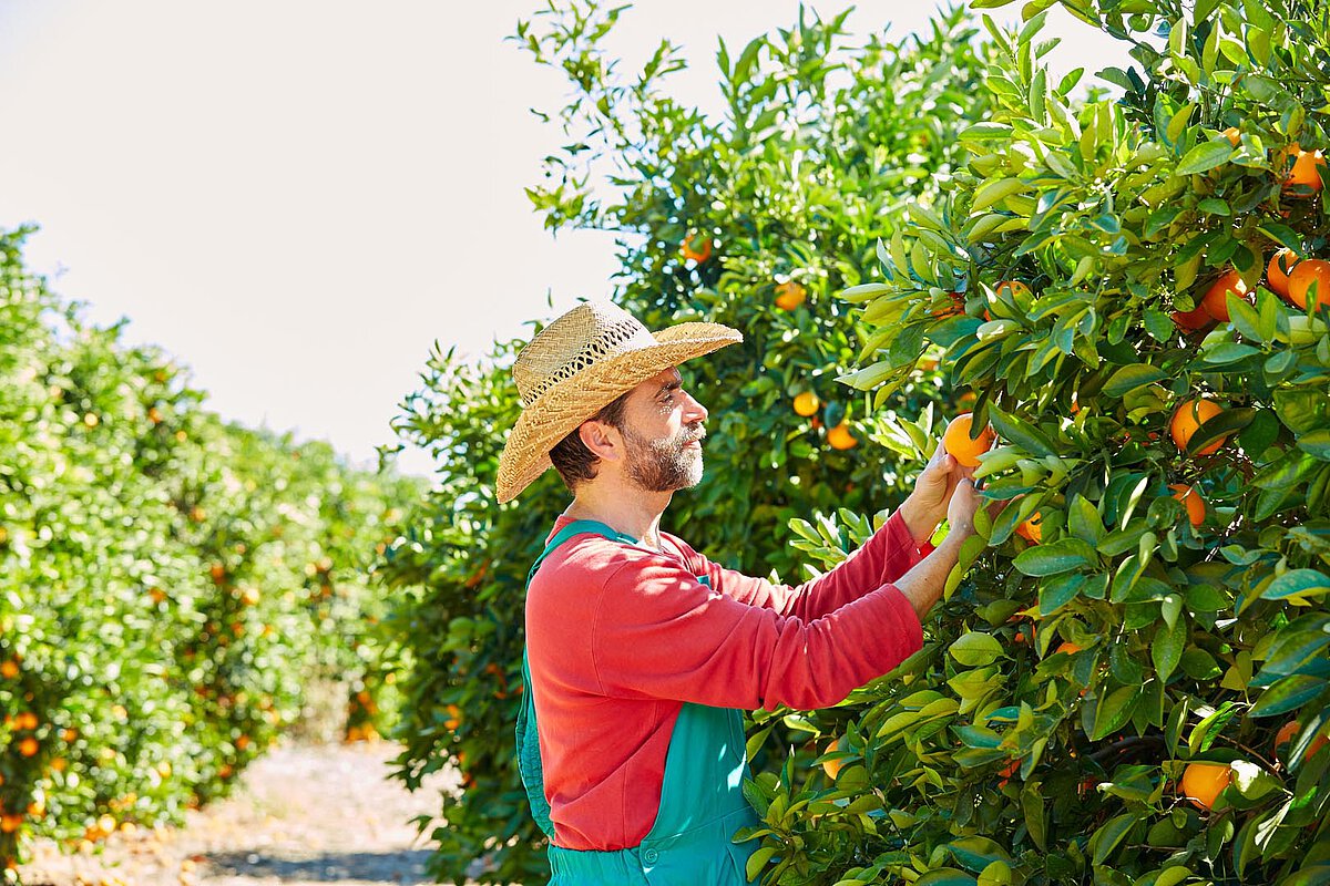 Farmer in a straw hat harvesting oranges in a sunlit orchard, surrounded by green trees laden with fruit, showcasing the agritourism experience in Spain.