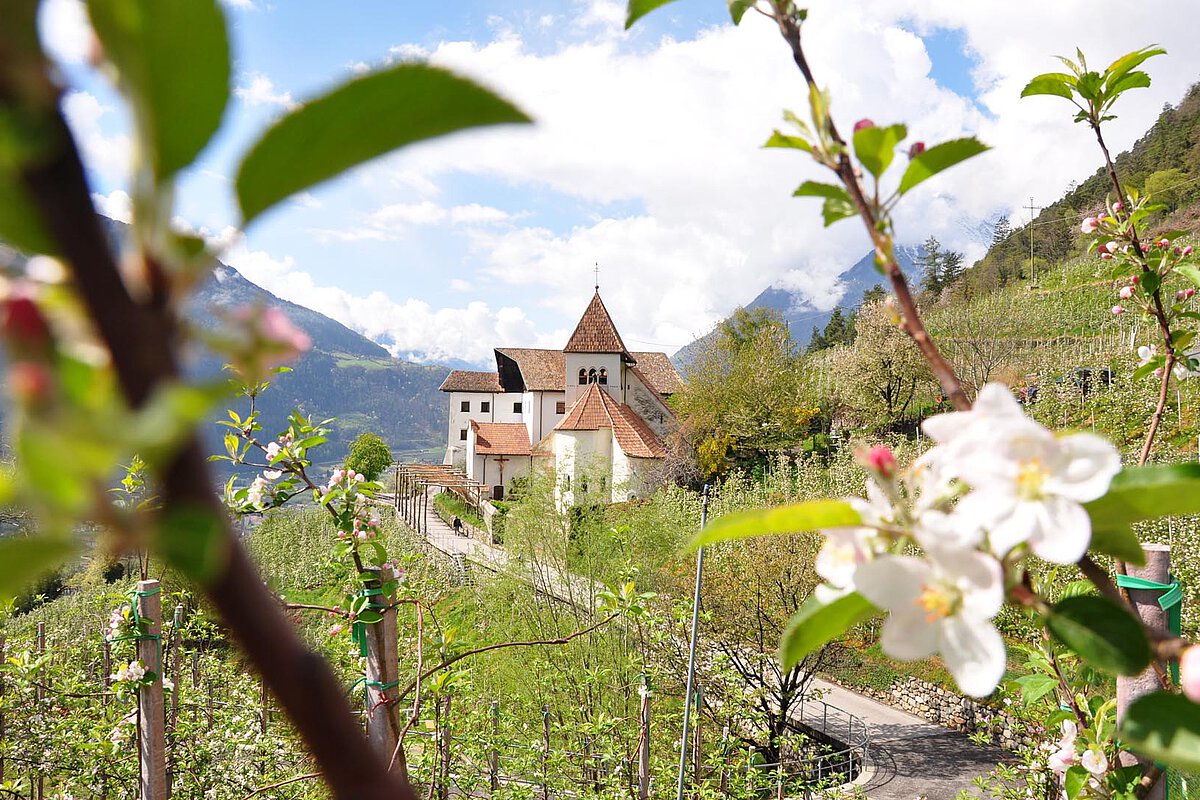 A view of a historic building in South Tyrol surrounded by flowering apple trees and vineyards, with mountains in the background and a partly cloudy sky above.